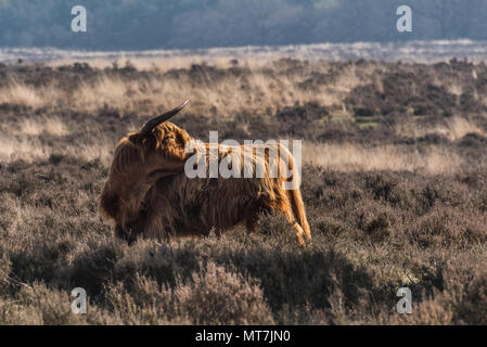 Ein Highland Kuh steht auf einem Moor am Veluwemeer in den Niederlanden genießen Sie die Morgensonne. Es ist ein schöner Tag im Frühling. Stockfoto