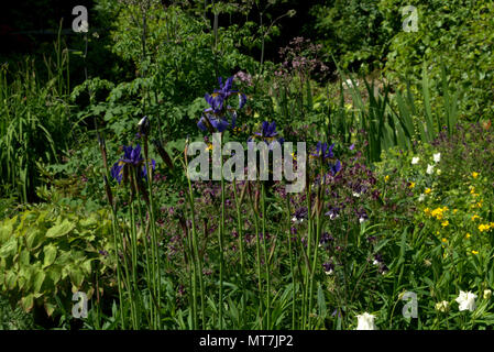 Sibirische Iris in einem Schottischen Country Garden Stockfoto