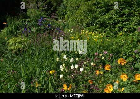 Sibirische Iris in einem Schottischen Country Garden Stockfoto