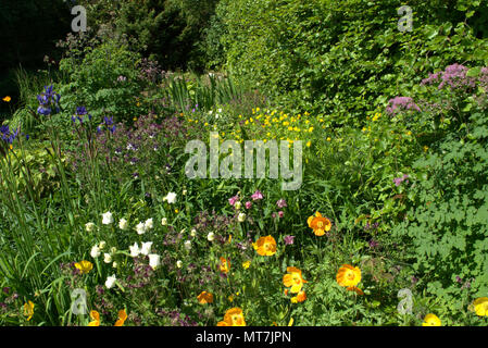 Sibirische Iris in einem Schottischen Country Garden Stockfoto