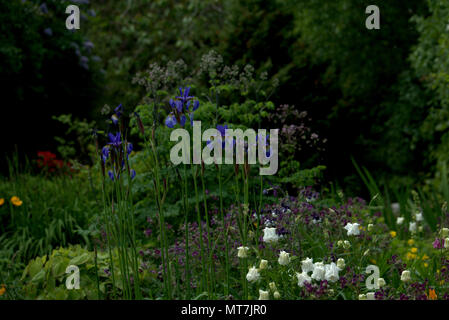 Sibirische Iris in einem Schottischen Country Garden Stockfoto