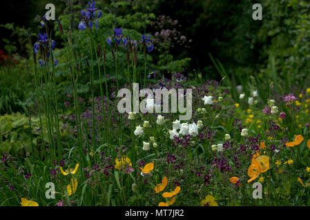 Sibirische Iris in einem Schottischen Country Garden Stockfoto