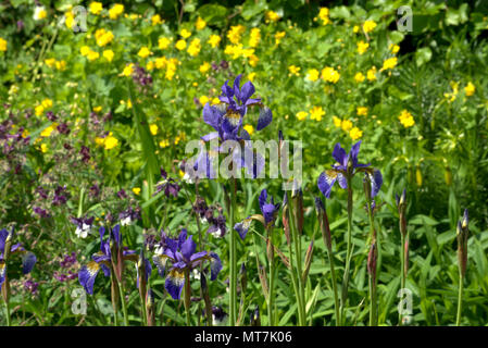 Sibirische Iris in einem Schottischen Country Garden Stockfoto