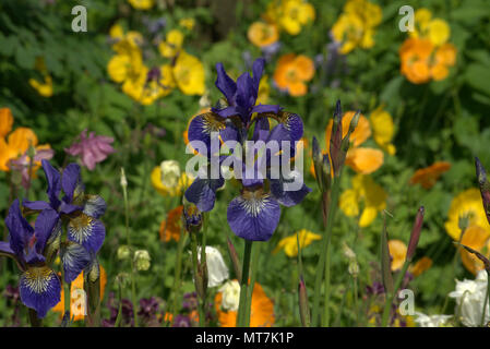 Sibirische Iris in einem Schottischen Country Garden Stockfoto