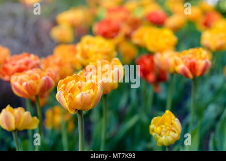 Blumenbeet mit schönen roten und gelben Tulpen Stockfoto