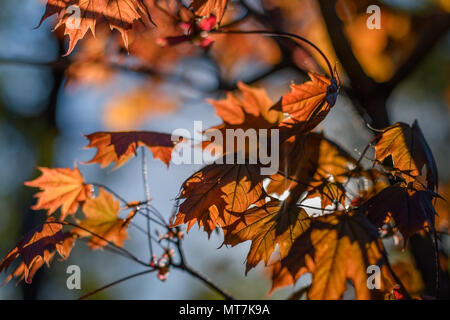 Acer rubrum, der Rote Ahorn, auch bekannt als Sumpf-, Wasser- oder Soft maple. Stockfoto