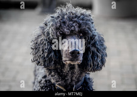 Von hinten beleuchtete große collared schwarz standard poodle Dog mit natürlichen Fell starrte direkt auf die Kamera unter Terrasse - Porträt Porträt Stockfoto