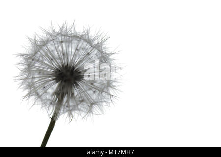 Nahaufnahme von Löwenzahn Samen auf weißem Hintergrund Stockfoto