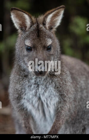 Wallaby Porträt im Freycinet National Park, Tasmanien, Australien Stockfoto