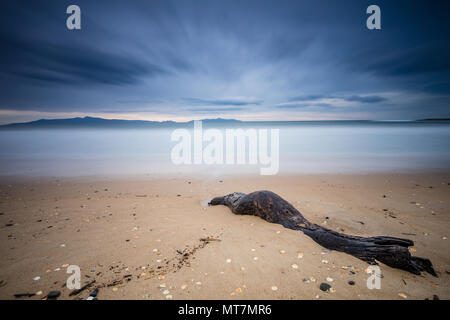 Strand und Treibholz an der Ostküste Tasmaniens während einer langen Belichtung Stockfoto