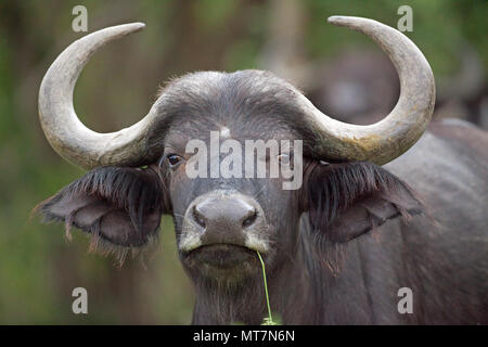 Afrikanischer Büffel (Syncerus Caffer). Weibliche oder Kuh. Essen grob, altes Gras und dabei mehr Gras schießt für die vielen anderen Pflanzenfressern aussetzen. ​ Stockfoto