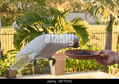 Eine wilde Schwefel crested Cockatoo kommt für einen Feed. Stockfoto
