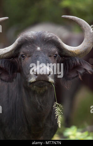 Afrikanischer Büffel (Syncerus Caffer). Weibliche oder Kuh. Essen grob, altes Gras und dabei mehr Gras schießt für die vielen anderen er aussetzen Stockfoto