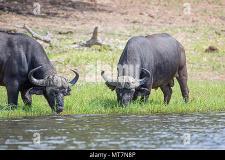 Afrikanischer Büffel (Syncerus Caffer). Bullen oder Männer. Essen grob, altes Gras dabei mehr Gras schießt für andere weidende Tierart aussetzen. Stockfoto