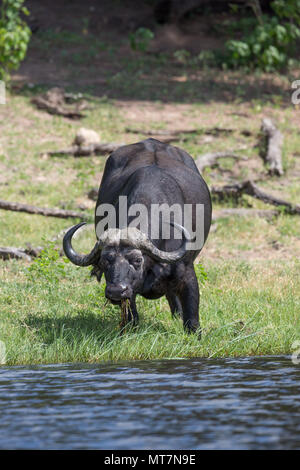 Afrikanischer Büffel (Syncerus Caffer). Stier oder männlich. Annäherung an Wasser zu trinken. Stockfoto