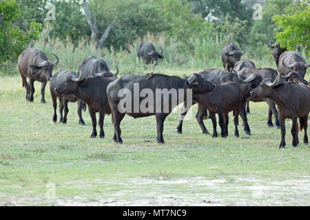 Afrika, oder Kaffernbüffel (Syncerus Caffer). Herde aus Wald und über eine vor kurzem gefüllt Wasserloch zum trinken zu nähern, nach den jüngsten Regenfällen Stockfoto