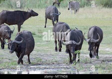 Afrikanische oder Kaffernbüffel (Syncerus Caffer). Herde nähert sich einem Wasserloch zu trinken, mit Sympatric Tier, Ebenen Zebra, neben, verbinden. Stockfoto