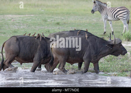 Afrikanische oder Kaffernbüffel (Syncerus Caffer) und Sympatric Burchell's Zebra (Equus quagga Burchellii). Ankunft am ​Water Loch. Yellow-billed Oxpeckers (B Stockfoto