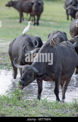 Büffel (Syncerus Caffer). Herde nähern, trinken Loch. Vordere Tiere Vermittlung kommensalen Vögel, Kuhreiher und Yellow-billed Oxpeckers Stockfoto