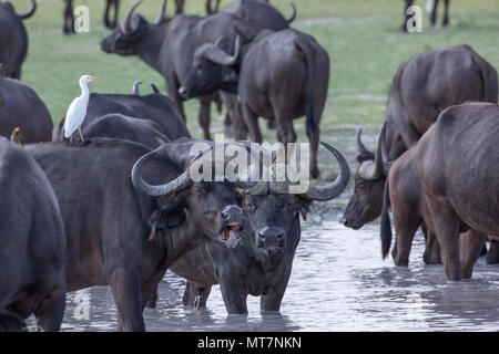 Afrikanischer Büffel (Syncerus Caffer). Sozialverhalten im Wasserloch. Stockfoto