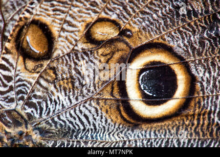 Wald Riesen Eule - Caligo eurilochus, schöne große Schmetterling aus Mittel- und Südamerika Wälder. Stockfoto