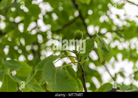 Junge Frucht der Nussbaum mit grüner Schale auf Zweig mit grünen Blättern. Stockfoto