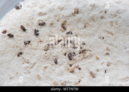 Verwirrt Mehl Käfer (Tribolium confusum) und Eier in Mehl, Cairns, Far North Queensland, FNQ, QLD, Australien gefunden Stockfoto