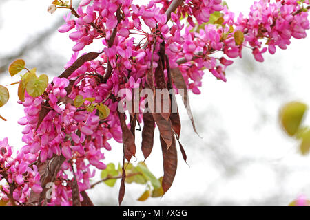 Judas tree Lateinischer Name circis Siliquastrum mit Lila oder schockierende rosa Blüten mit Samenkapseln aus dem Vorjahr Erbse-familie Leguminosen in Italien Stockfoto