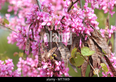 Judas tree Lateinischer Name circis Siliquastrum mit Lila oder schockierende rosa Blüten mit Samenkapseln aus dem Vorjahr Erbse-familie Leguminosen in Italien Stockfoto