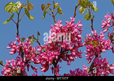 Judas tree Lateinischer Name circis Siliquastrum mit Lila oder schockierende rosa Blüten mit Samenkapseln aus dem Vorjahr Erbse-familie Leguminosen in Italien Stockfoto