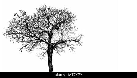 Silhouette toten Baum auf weißem Hintergrund für furchtsam, Tod isoliert, und Frieden Konzept. Halloween Tag Hintergrund. Kunst und dramatische Objekt. Stockfoto