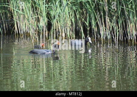 Nächste Generation: PAAR BLÄSSHÜHNER mit zwei Küken, klemmt in der Nähe der Ruten in Pagham Harbour Naturschutzgebiet, WEST SUSSEX. 28. Mai 2018. Stockfoto