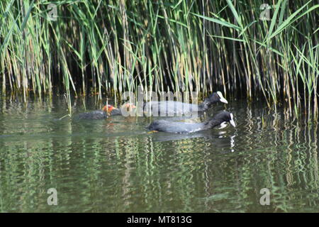 Nächste Generation: PAAR BLÄSSHÜHNER mit zwei Küken, klemmt in der Nähe der Ruten in Pagham Harbour Naturschutzgebiet, WEST SUSSEX. 28. Mai 2018. Stockfoto