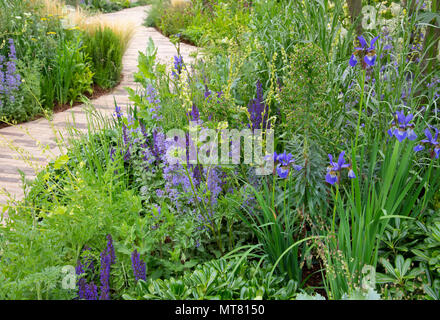 Ein Ziegelstein Pfad schlängelt sich durch dicht bepflanzte Betten von Salvia, Nepeta, und Iris pumila in der RHS Wohlfühlen Garten an der RHS Chelsea Flower Show 2018 Stockfoto