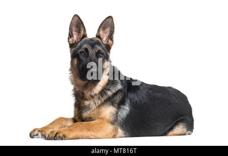 Deutscher Schäferhund liegend auf Front gegen weißen Hintergrund Stockfoto