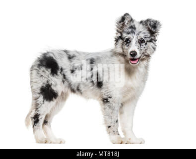 Junge Border Collie Hund suchen Bei Kamera vor weißem Hintergrund Stockfoto