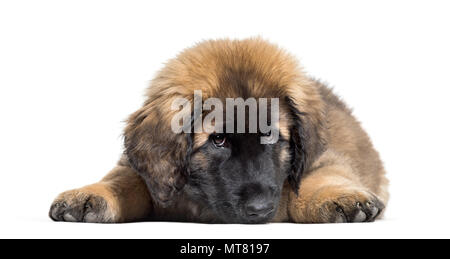 Leonberger Welpen vor weißem Hintergrund liegend Stockfoto