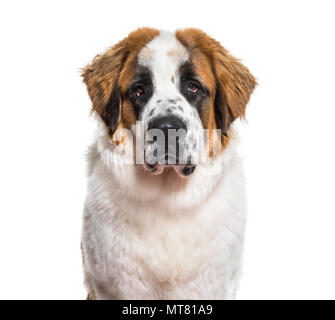 St. Bernard Hund im Portrait vor weißem Hintergrund Stockfoto