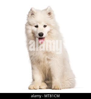 Samojeden Welpen vor weißem Hintergrund sitzen Stockfoto