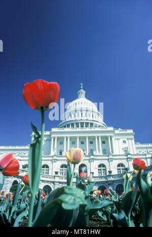 1988 historische Frühling Tulpen Blumen UNITED STATES CAPITOL WASHINGTON DC USA Stockfoto