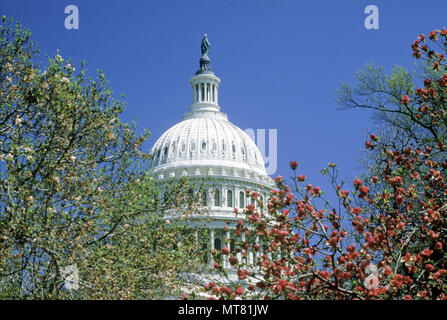 1988 historische Frühling Blüten DOME UNITED STATES CAPITOL WASHINGTON DC USA Stockfoto