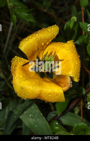 Close up Fading tulip Kopf in Englisch Spring Garden, London, England, Vereinigtes Königreich, Europa Stockfoto
