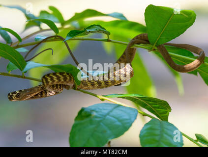 Speckle-Headed Peitsche Schlange (Ahaetulla fasciolata) in einem Baum im Regenwald Phuket Thailand Stockfoto