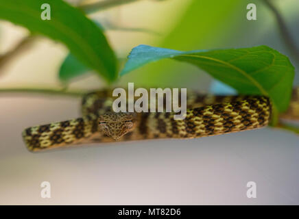 Speckle-Headed Peitsche Schlange (Ahaetulla fasciolata) in einem Baum im Regenwald Phuket Thailand Stockfoto