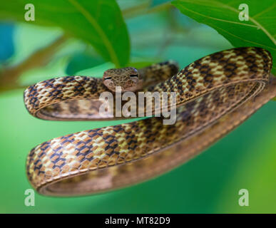 Speckle-Headed Peitsche Schlange (Ahaetulla fasciolata) in einem Baum im Regenwald Phuket Thailand Stockfoto