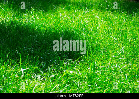 Grasgrün Textur aus einem Feld Stockfoto