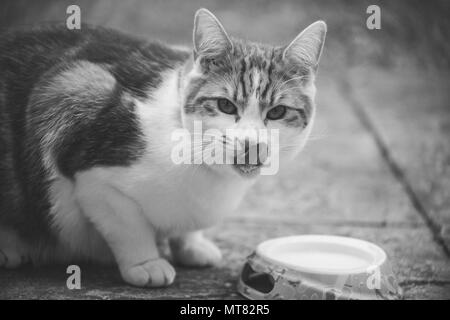 Cute Ingwer Tomcat in Schwarz und Weiß neben einer Schüssel Milch fotografiert. Stockfoto