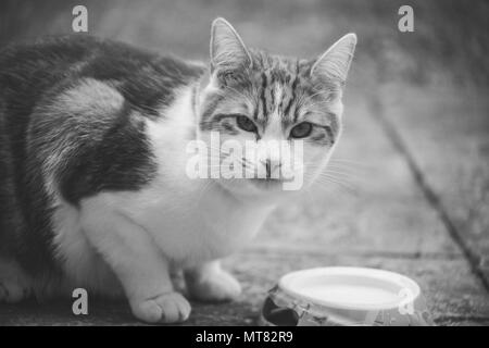 Cute Ingwer Tomcat in Schwarz und Weiß neben einer Schüssel Milch fotografiert. Stockfoto