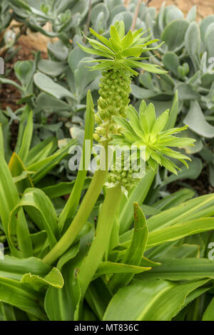 Eucomis im Herbst, Kirstenbosch Botanischen Garten an der Garden Route, Kapstadt, Südafrika Stockfoto