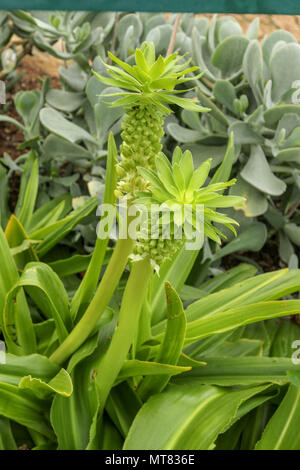 Eucomis im Herbst, Kirstenbosch Botanischen Garten an der Garden Route, Kapstadt, Südafrika Stockfoto